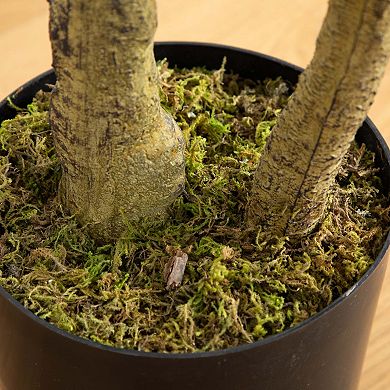 nearly natural 6-ft. Artificial Black Olive Tree