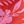 Red Pink Floral