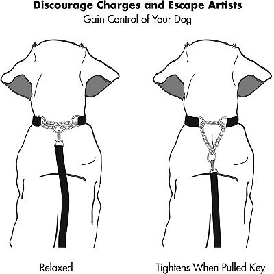 Friends Forever Martingale No-Pull Training Dog Collar