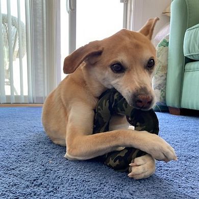 Durable Cotton Canvas Squeaky Dog Toy 2-Pack Labby-Do & Green Camo, Pata Pal