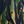 Navy Green Citron