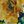 Navy Yellow Sage
