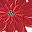 Poinsettia