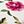 Rose Ditsy Floral