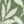 Sage Leaves