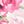 Pink Rose