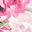 Pink Rose