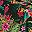 Hot House Tropical