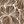 Brown Outlined Flowers