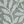 Sage Leaves