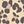Tan Leopard