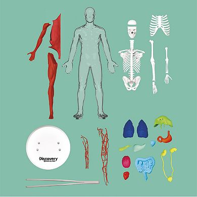 Discovery™ #Mindblown 3D Human Anatomy 28-Piece Biology Model