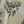 Olive Palm