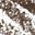 30 Soft Brown