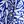 Royal Blue Palm
