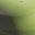 Gradient Green
