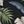 Black Palm