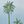 Palm Border