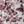 Plum Tropical Toile