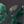 Black Green