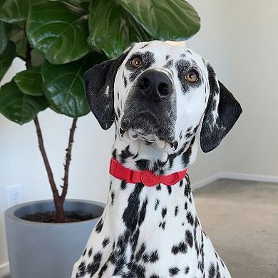Waterproof Dog Collar - Soft-Touch - Adjustable Fit