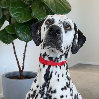 Soft touch dog collars sales