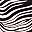 Island Zebra