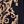 Black Gold Baroque