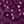 Dark Berry