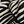 Black Botanic Zebra