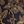Black Camel Gallica