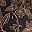 Black Camel Gallica