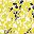 Primrose Yellow Leaf