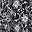 Black White Floral