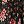 Black Patch Floral