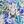 French Blue Floral