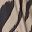 Chai Latte Zebra