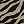 Chai Latte Zebra