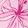 Pink Floral Bloom