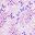 Plum Burst Floral