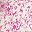 Ivory Pink
