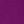 Purple Tulip