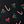 Black Mistletoe