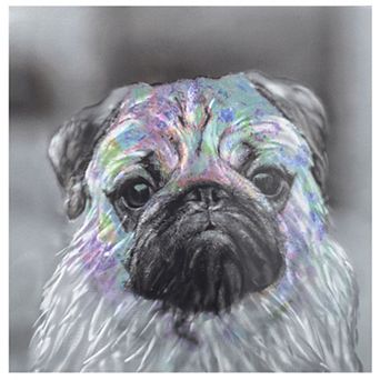 Innocent Pug Wall Art