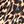 Brown Animal
