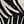 Black Botanic Zebra