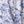 Blue Tropical Toile