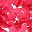Rose Red