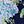 Navy Cape Blooms
