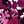 Berry Layered Leaves
